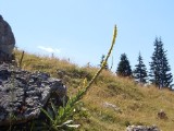 SDC11123.JPG
