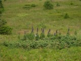 SDC11131.JPG