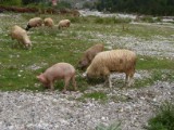 SDC11210.JPG
