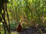 SDC11220.JPG