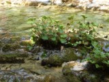 SDC11239.JPG
