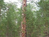 SDC10214.JPG