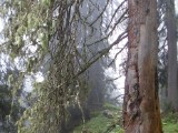 SDC11752.JPG