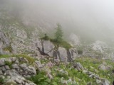 SDC11764.JPG