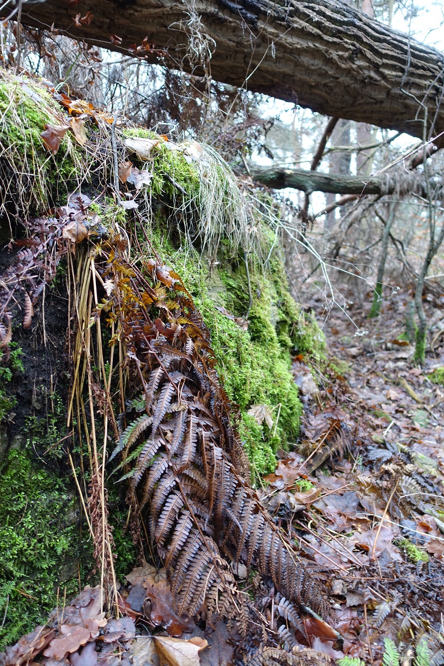 DSC04511