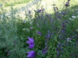 DSC02679.JPG