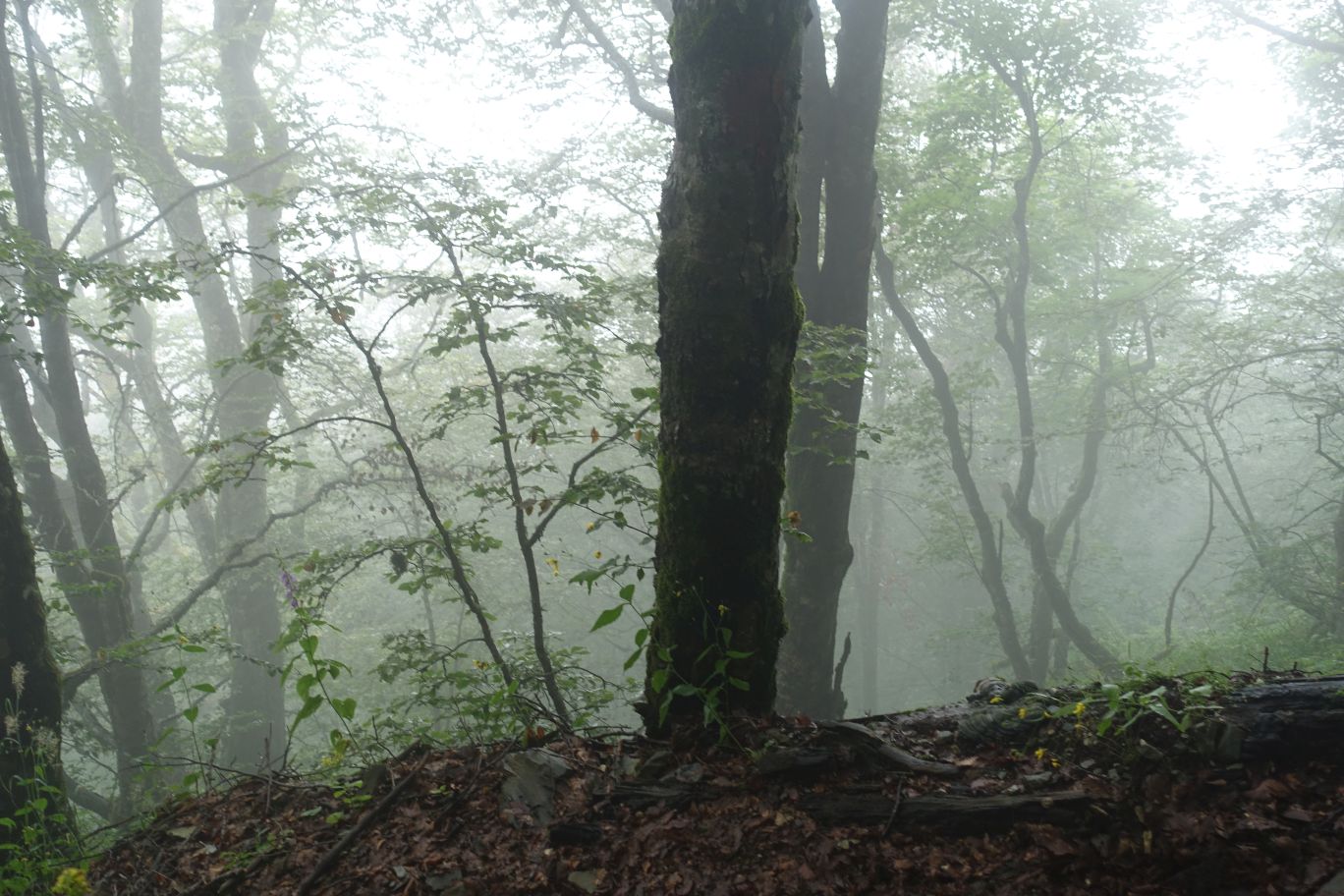 02_Lagodechi_28