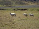 SDC10645.JPG
