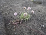 DSC03791.JPG