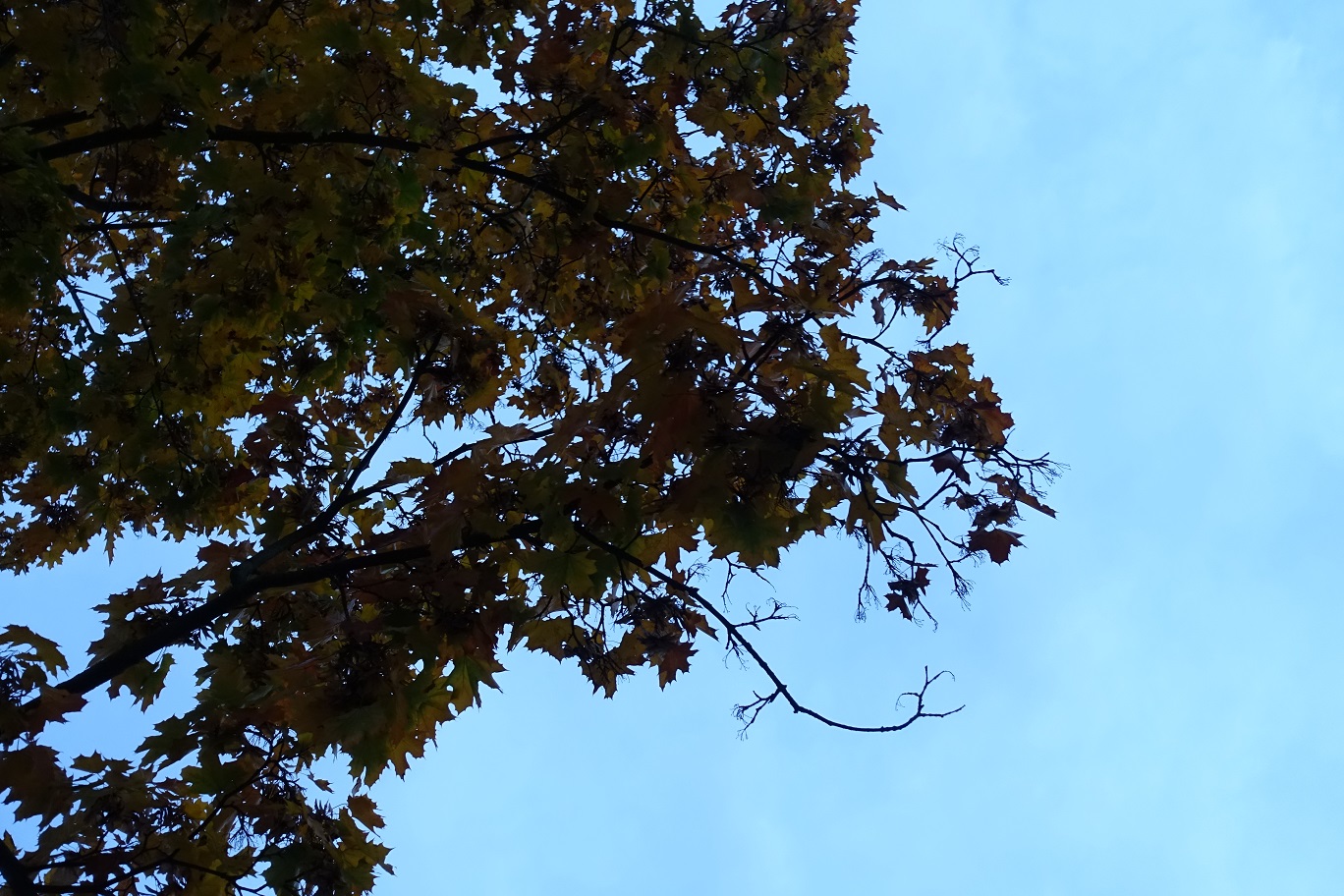 DSC04184