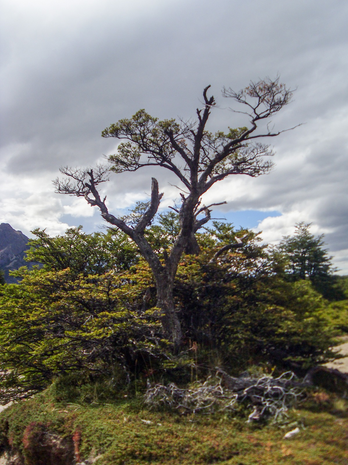 20160207_24_NationalparkLosGlaciares