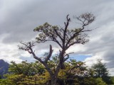 20160207_24_NationalparkLosGlaciares.jpg