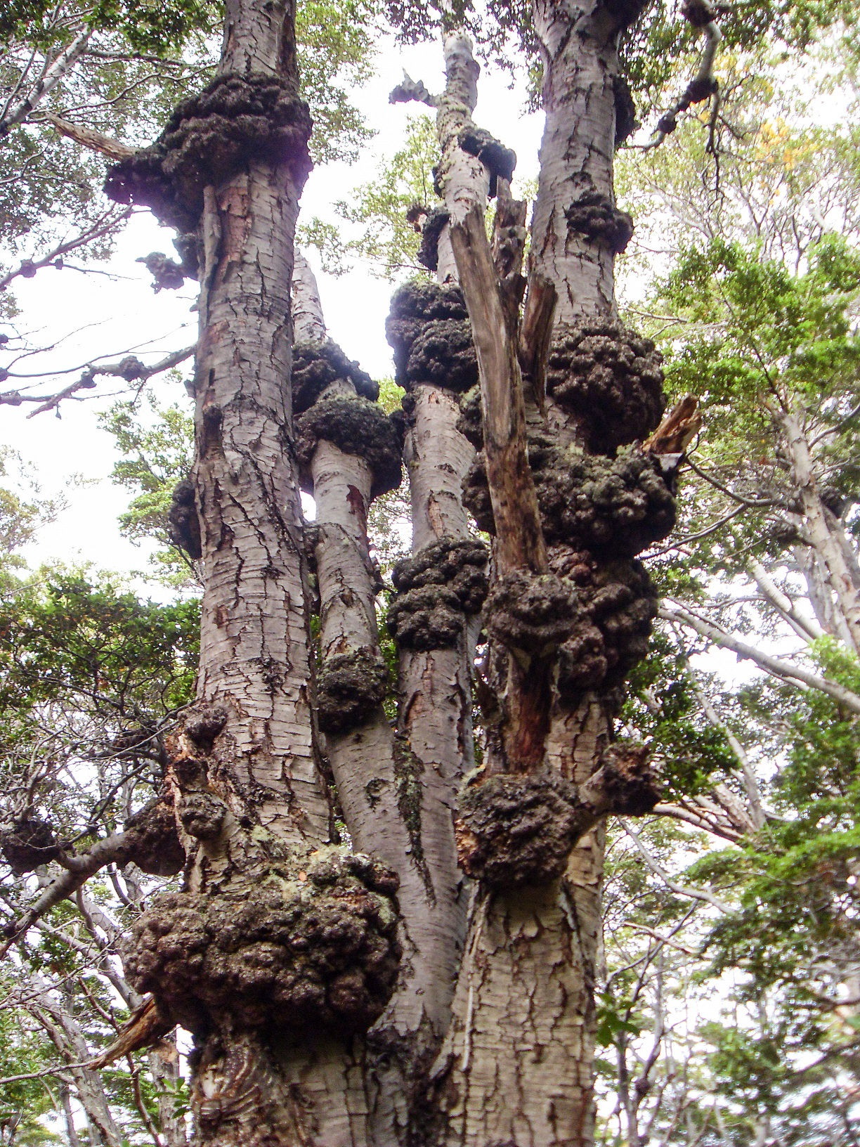 20160219_20_NationalparkTierraDelFuego