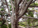 20160219_16_NationalparkTierraDelFuego.jpg