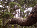 20160219_19_NationalparkTierraDelFuego.jpg