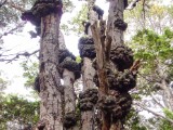 20160219_20_NationalparkTierraDelFuego.jpg