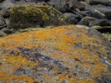 20160219_5_NationalparkTierraDelFuego.jpg