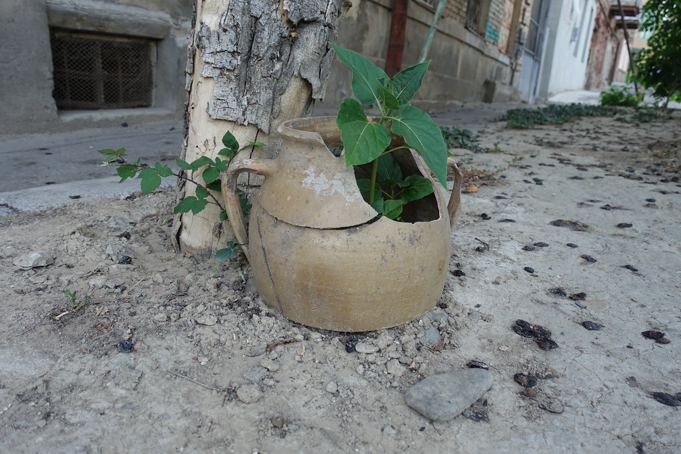 DSC06493