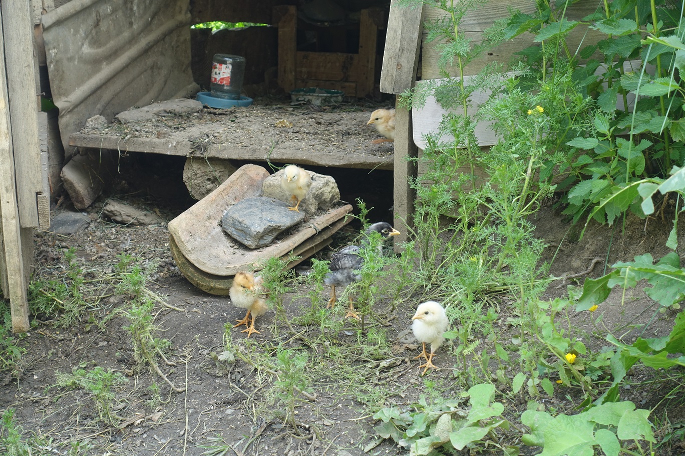 08_Omalo_27